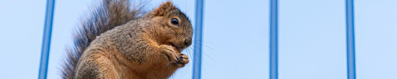 Cute little squirrel eating a nut on the blue bridge
